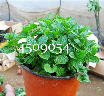 Generic Fresh 200 pcs graines de menthe pour planter vert 7