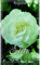 Bulbo Begonia doble blanca 3 uds