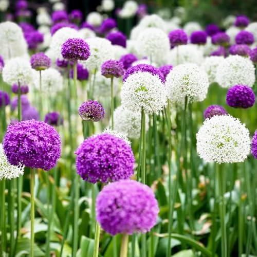 bulbi di allium - allium giganteum - giardino roccioso aglio ornamentale giardino interno da balcone da interno in vaso serra resistenti in vaso 12pcs