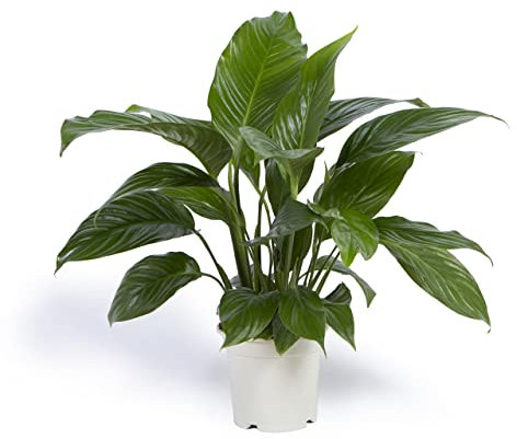 Cool Green - Plantas Naturales - Lirio de la Paz