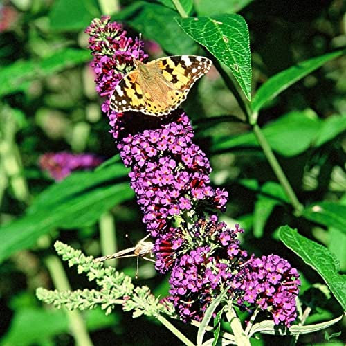 Buddleja Davidii Schmetterlingsstrauch Sommerflieder insektenfreundlich | Perfekt für Bienen, Hummeln und Schmetterlinge (40-60 cm(C3), Empire Blue)