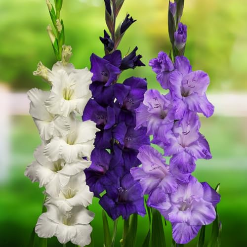FLORIUM - Gladiolen Zwiebeln Purple-Blue-White Kollektion (20 blumenzwiebeln) | Exklusivmischung pflanzen aus Holland | 3 Sorten/Farben | Dekoration für Garten, Balkon (keine Samen, nicht winterhart)