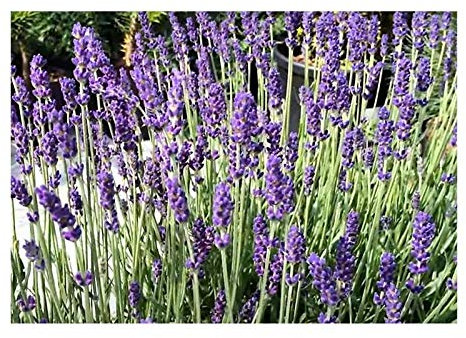 Pcs - 20x Lavandula Angustifolia Véritable Lavande Plantes - Graines ID212 - Seeds & Plants Shop by Ipsa