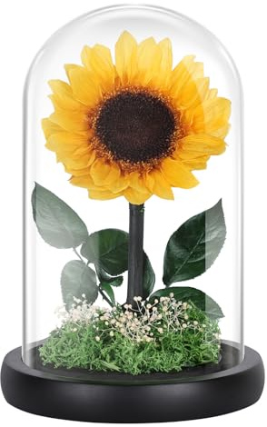 MAMAMIKO Preserved Sunflowers in Glass Dome – Eternal Real Flowers That Last 5 Years, Forever Flowers Gift for Women, Wife, Girlfriend, Graduation, Birthday, Anniversary