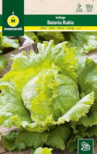 Mascarell Semillas, LECHUGA, Semillas Huerto, LECHUGA BATAVIA RUBIA, Crea tu Propio Huerto Urbano y Cultivo en Casa, Plantas Hortícolas, 6 Gramos