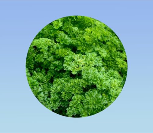 graines PERSIL frisé 1 gramme (environ 500 graines) - petroselinum crispum - AROMATIQUE