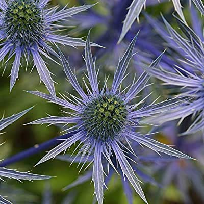 Eryngo Azul, Acebo De Mar Plano - Semillas