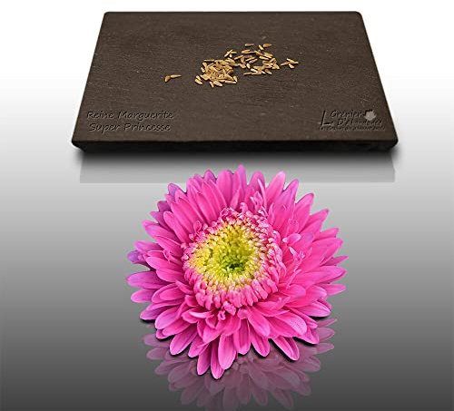 50 graines Fleurs à semer - Le Grenier d'Abondance - REINE Marguerite Super Princesse - Callistephus chinensis