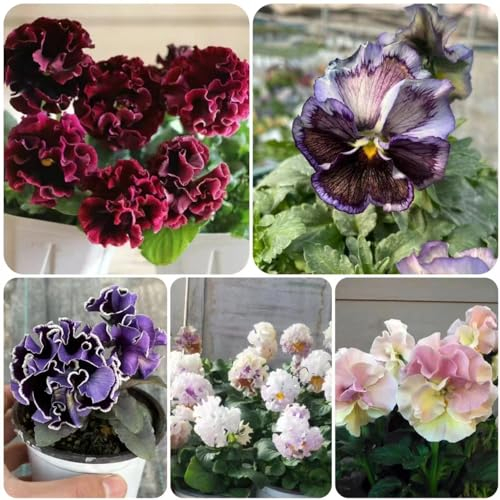 500 pcs stiefmütterchen samen winterhart - pflanzenkübel mini garten pflanztöpfe balkon hochbeet pflanztopf blumen geschenk bienenwiese blumenwiese samen mehrjährig winterhart