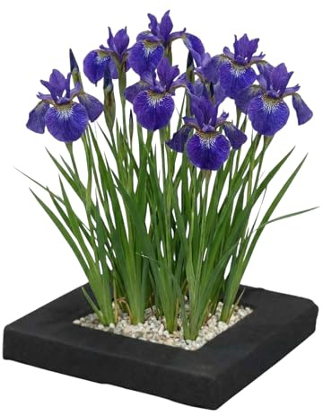vdvelde - Isola Galleggiante per Laghetto con Iris Blu - Set Piante Acquatiche con 4x Iris kaempferi - Set Completo con Cestello, Substrato & Fertilizzante - Isola Galleggiante