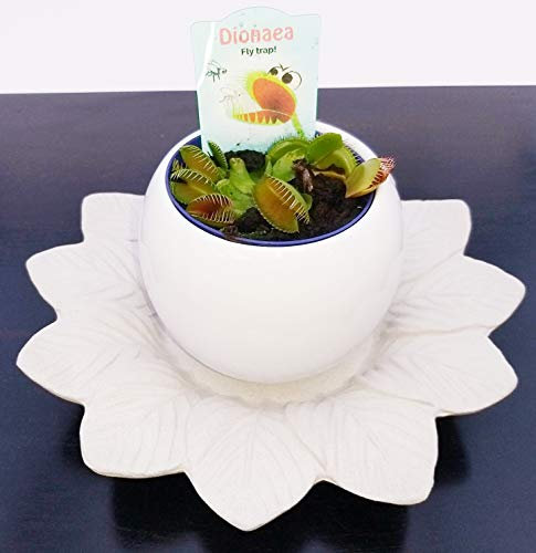 POWERS TO FLOWERS - DIONAEA MUSCIPULA IN DOPPIO VASO CERAMICA, pianta vera