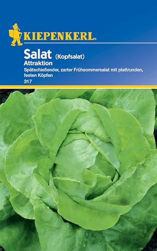 Kiepenkerl Kopfsalatsamen Attraktion 317 - Spätschießender, zarter Frühsommersalat mit plattrunden, festen Köpfen - Salatpflanzen - Saatgut - Salatsamen