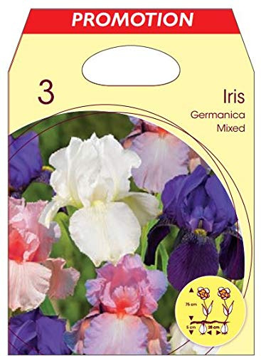 Holland Park Bulbi da Trapianto di Vari Colori e Tipologie a Fioritura Primaverile/Estiva (IRIS GERMANICA VARI COLORI 3 BULBI)