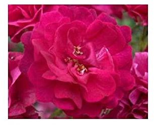 Rosal rugosa (maceta 19 cm Ø)