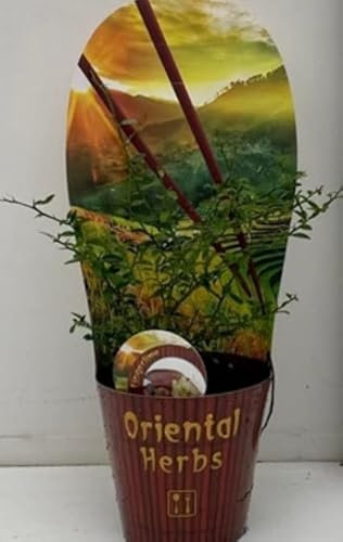 Citrus australasica Tree Caviar Lime- Citrus Plant Finger File in 12cm Pot Approx 20 cm Tall