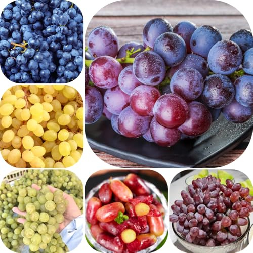 semi d'uva, vecchie varietà raro da frutto semi di da frutto colonnari uva, giardino roccioso colonnare per gli amanti del giardino esotico 60pcs