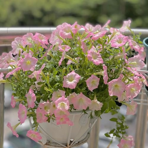 semi di petunia perenni, giardino balcone, resistenti 50pcs