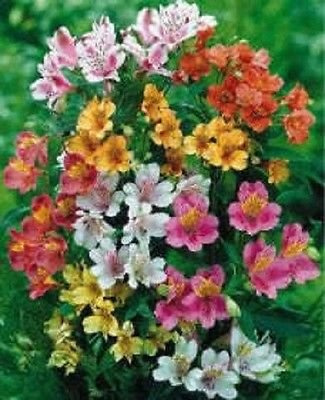 20 Lirios semiperuanos Mix Alstroemeria Dr Salters Fiore * Pettine S/H