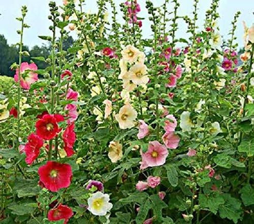 20 Graines semence rose tremiere coloris mélangé rouge, blanc, rose potager/semences/fleurs graines certifiés