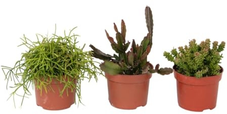Plant in a Box - Cactus corail mix - Rhipsalis - Lot de 3 - Hauteur 15-20 cm - Pot 12 cm - Plante d’intérieur cactus facile d’entretien