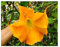 Portal Cool 8 Seeds X Brugmansia Suaveolens Arancione Angelo di Tromba Cespuglio Albero Nuovo ID19