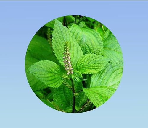 50 graines shiso vert - perilla - persil japonnais - cuisine japonnaise - plante aromatique