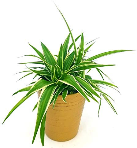 POWERS TO FLOWERS - CHLOROPHYTUM, FALANGIO IN VASO CERAMICA ORO, vaso 12cm, pianta vera