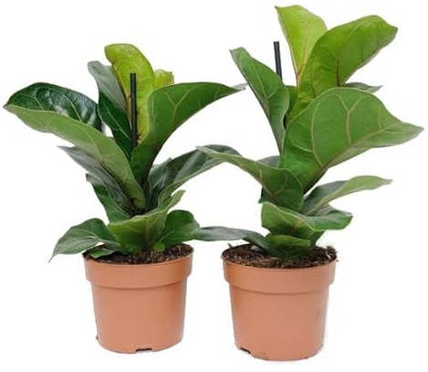 Duo de Ficus Lyrata Bambino Árboles de Interior Naturales Higueras Hoja Violín