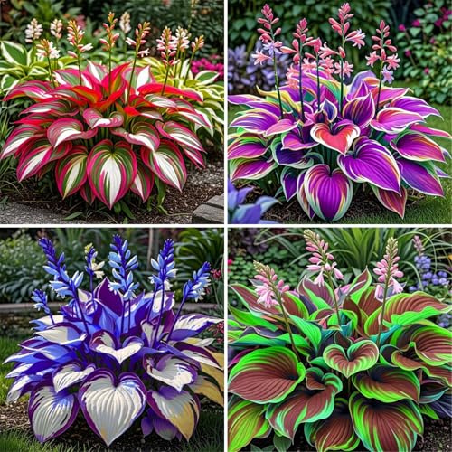 Leicht Anbaubare Funkien-Hosta Dauerwüchsig Winterfest&Prachtvolle Funkien Wurzelstock/Geeignet Für Neueinsteiger/Der Favorit Von Gärtnern-6Rhizome-A