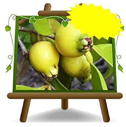 goyave jaune Lueidum - Plante fruitière vieux sur pot 20 - arbre max 170 cm - 2 ans