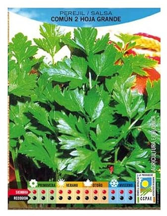 Semillas Perejil Liso Semillas Hortículas de Planta Petroselinum Crispum