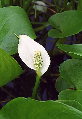 Acqua Arum -Wild Calla palustris Lily 10 semi- Aquatic