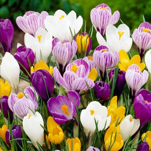 Mélange de bulbes de crocus géants, 50 pièces exclusifs, mélange de 5 variétés de Hollande, véritables fleurs/bulbes de crocus vivaces et résistants à l'hiver (pas de graines)