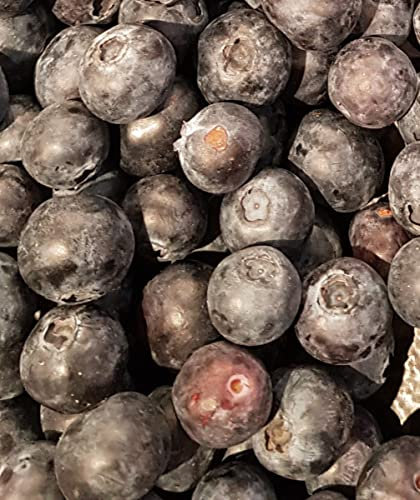 Vaccinium corymbosum 'Goldtraube 23' / Myrtillier 'Goldtraube 23' / Godet/Fruitier