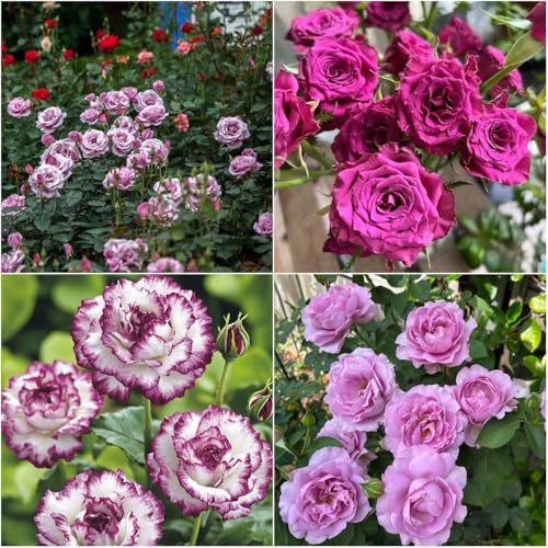 Rosas moradas resistentes - semillas semillas de silvestres de rosa verano jardín perennes resistentes jardín decoración sombra 900pcs