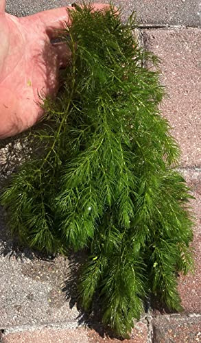 Live Plant Hornwort Aquarium and Pond Aquatic Plant 4 Bundles, Green