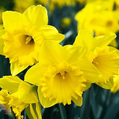 25 Yellow Daffodil Bulbs for Planting - Dutch Master Value Bag - Plant in Gardens, Borders & Flowerbeds - Bulb Size 10/12 cm - Easy to Grow Fall Flowers