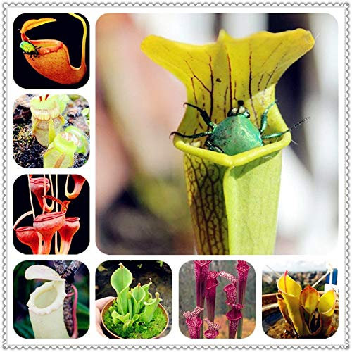 100 clip Pz Dionaea muscipula gigante Venere acchiappamosche in vaso Insettivori Seed Flycatcher per il giardino: Mixte
