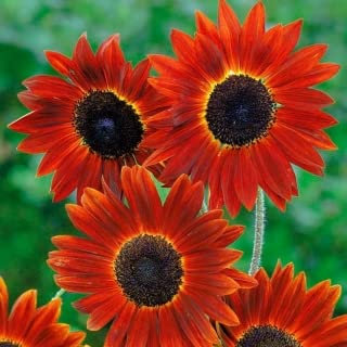 GIRASOLE EVENING SUN TONALITA' ROSSO ARANCIO NR.200 SEMI