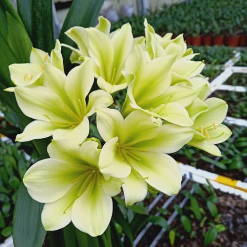 Semi di Clivia - Clivia miniata, semi di campo acquistare la di Clivia le sono resistenti Le da balcone sono 80pcs