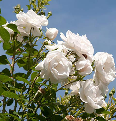 Kletterrose Hella 30-60cm - lebende Gartenpflanze aus den Baumschulen