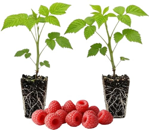 Set 2 Red Raspberry Plants Live for Planting, 4-8 Inch Tall, Sweet Fruits, Thornless Raspberry Bushes Live Plant for Home Garden