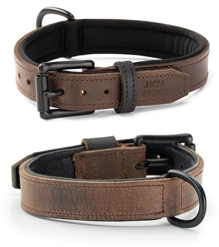 Jack & Russell Hundehalsband aus Echt-Leder und Neopren-Schicht – gepolstertes und Robustes Lederhalsband für kleine & große Hunde – Premium Halsband Craig (S)