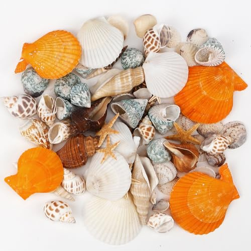 Rierousy Conchas decorativas con estrellas de mar, caracoles, conchas naturales, conchas para manualidades para rellenar jarrones, pulseras, tobilleras, accesorios de collar, jarrón relleno, playa,