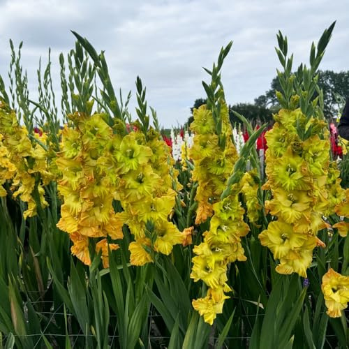 bulbi di gladioli resistenti, giardino interno, esterno 5pcs