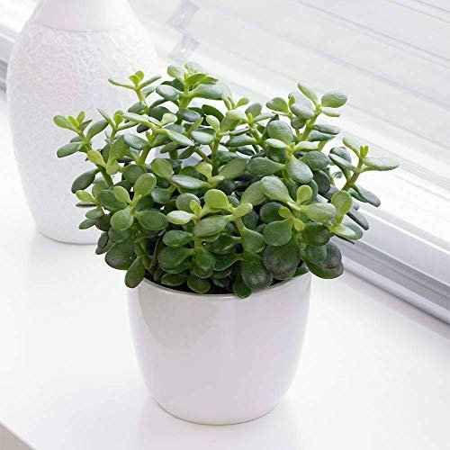 Crassula ovata Albero dei Soldi Albero di Giada pianta grassa in vaso ø14 cm Vivaio di Castelletto