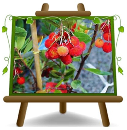 EURO Plants VIVAI Jordgubbsträd (arbutus unedo) – frukt- och prydnadsväxt i kruka Ø 26 cm – höjd 130–160 cm – ålder 4 år – italiensk plantskola