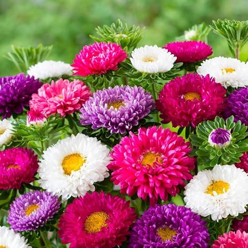 MAELSA® GRAINES EN SACHET POUR POTAGER ET JARDIN - FAITES DEROULER POUR CHOISIR - SEMENCES DE FLEURS DIVERS VARIETES (REINE MARGUERITE)