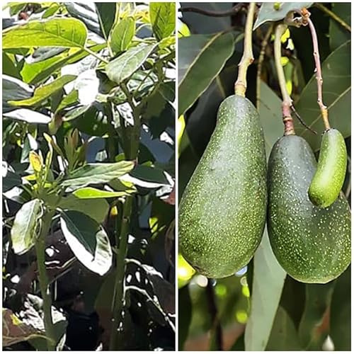 Planta de Aguacate, arbol de variedad FUERTE injertado. 90-100 Cm. El mas Resistente al Frio. Plantar un aguacate aporta sombra, frutos nutritivos, oxígeno. Segura Garden