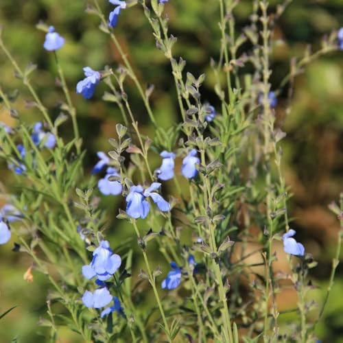 semillas de salvia organicas, perennes, extremadamente resistentes. jardín, balcón, 75pcs